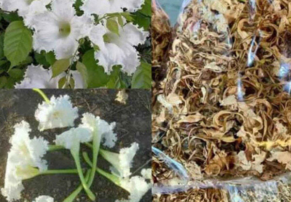 ชเว นยาร์ เมียย ရွှေညာမြေ သခွတတပွင့ခြောကons 